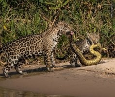 Совсем червяк охренел
