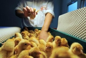 Работники этой сферы целыми днями занимаются определением пола цыплят