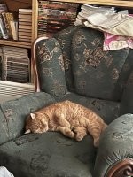 Да ты что? А то мы все бросились котов закупать (есл что - у меня уже есть :).  )