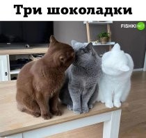 Шесть шаурмы (или шаурм?)