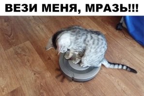 30 кошек, которые сломались и начали функционировать неправильно