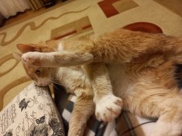 30 кошек, которые сломались и начали функционировать неправильно