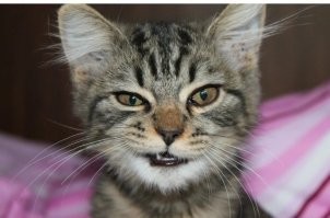 Да это его кот подбил.