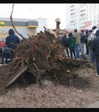 Что-то я не понял там что люк под корнями.