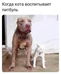 30 кошек, которые сломались и начали функционировать неправильно