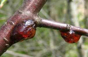 Смолка вишнёвая, вещь!