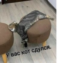 30 кошек, которые сломались и начали функционировать неправильно