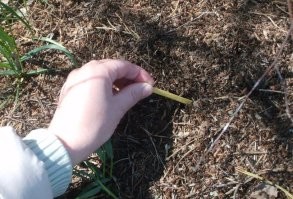 Пользователи поделились тем, что им очень нравилось есть в детстве