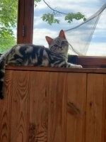 Кошки на окошке
