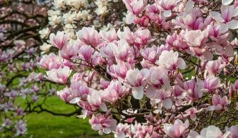 Для меня магнолия вот с такими цветами ассоциируется. А не с бледной немочью из теста.