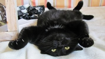 30 кошек, которые сломались и начали функционировать неправильно