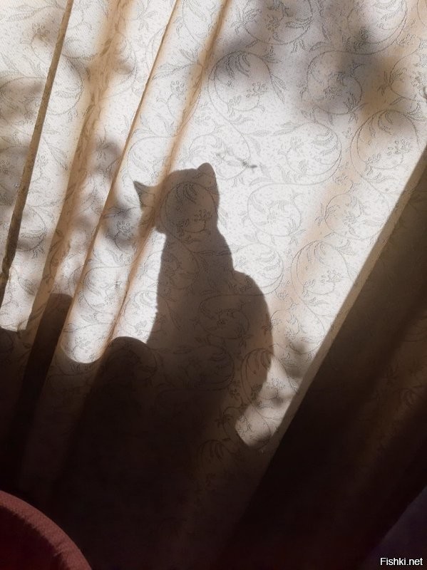 Кошки на окошке