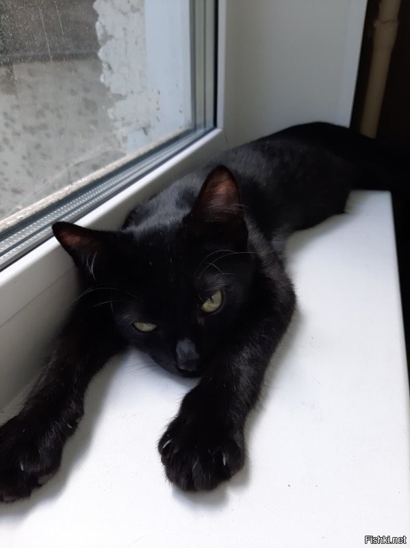 Кошки на окошке