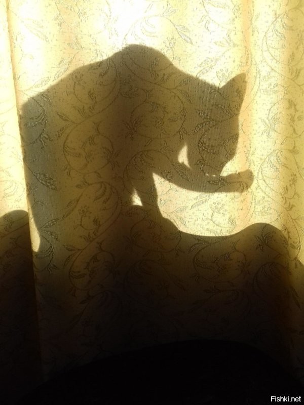 Кошки на окошке