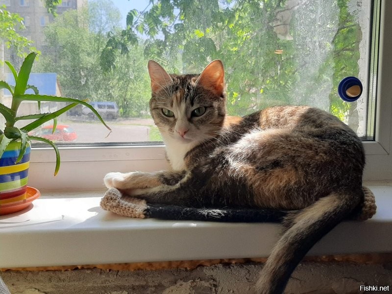 Кошки на окошке