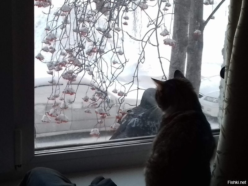 Кошки на окошке