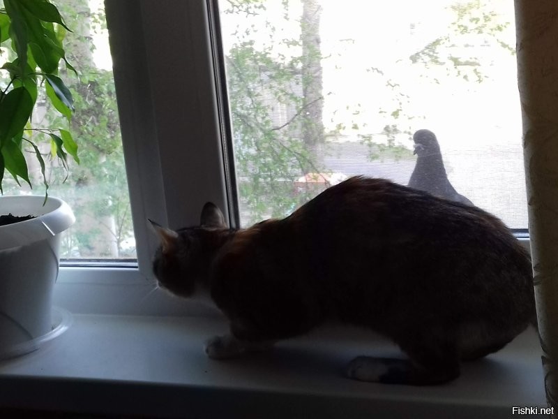 Кошки на окошке