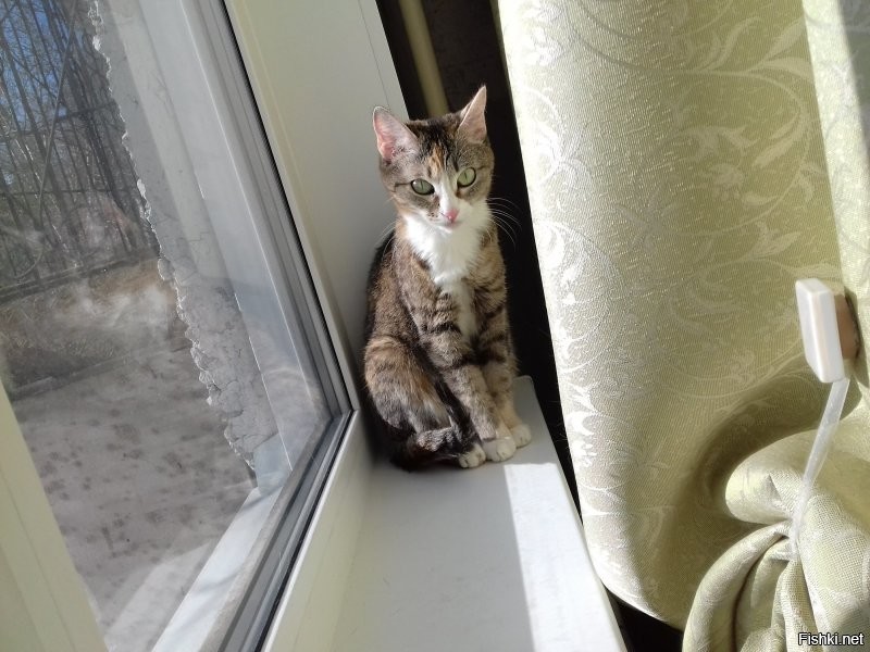 Кошки на окошке