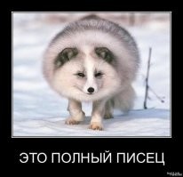 В Норильске к россиянам пришёл песец