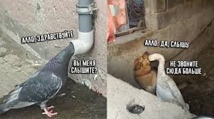 Комментарии и картинки из соцсетей. Свежак за 22 ноября