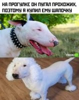 Что у собакена на носу?