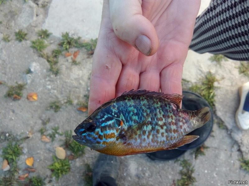 В Крыму весной 19 года поймал такого... Долго удивлялся незнакомой рыбке... Теперь понятно...