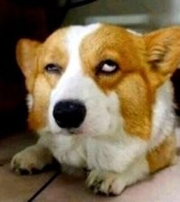 Намешалось