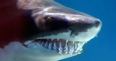 Блин, как у акулы....