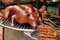 А где-нибудь в Корее не стали бы париться с псом, подрочившим на индейку)