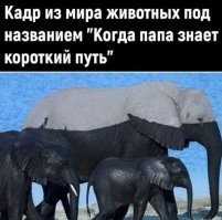 Большие и умные: почему мы любим слонов
