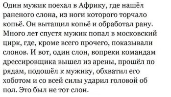 Большие и умные: почему мы любим слонов