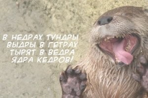 В Сингапуре банды выдр воюют между собой
