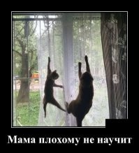 Пушистые номинантки на премию «Мать года»