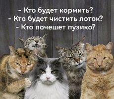 Коты вышли на демонстрацию
и требуют отпустить опекунов.