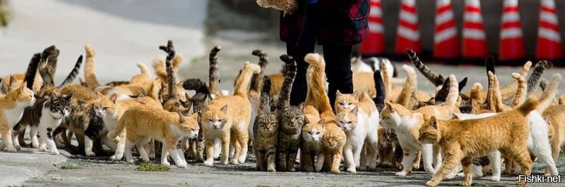 Коты вышли на демонстрацию
и требуют отпустить опекунов.