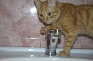Моему коту с детства на водные процедуры фиолетово, но вот лапы мыть после гулянки не любит до ору)))