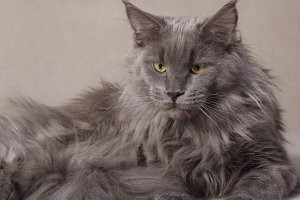 Мейн-кун дымчатый.
Я бы тоже опасался.)))
