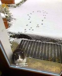 Комментарии и картинки из соцсетей. Свежак за 24 ноября