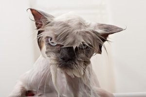 Месть - это блюдо, которое подают холодным.
