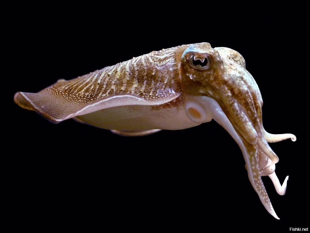 Sepia   род головоногих моллюсков семейства Sepiidae.
