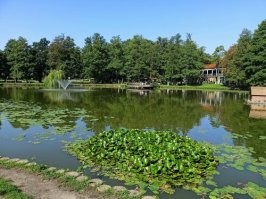 У нас наша тупая администрация решила поселить таких карпов в двух прудах города.  Нет, оба озера очень даже хороши. Там живут уточки, лебеди. В парке в озере посадили даже дальневосточный лотос и он отлично там живёт и цветёт.  Но! Вода в этих озёрах совершенно непрозрачная. Она не воняет, озёра регулярно чистят. Там кстати водится рыба, в том числе и карпики. Простые.  Буквально до последнего года там даже рыбаки посиживали.   А вода такая - это нормально для непроточных водоёмов.  И вот наши городские тупицы решили ещё больше поразить туристов. Будем как в Японии рыбов демонстрировать, решили они. Во первых тупые рыбаки повыловили этих модных карпов, не дав им подрасти. Во вторых этих гламурных рыбок никто и не видит в этой воде. И вот теперь уже пару лет никто про них и не вспоминает. А хвастались то в администрации. Зато бабла списали.