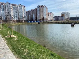 У нас наша тупая администрация решила поселить таких карпов в двух прудах города.  Нет, оба озера очень даже хороши. Там живут уточки, лебеди. В парке в озере посадили даже дальневосточный лотос и он отлично там живёт и цветёт.  Но! Вода в этих озёрах совершенно непрозрачная. Она не воняет, озёра регулярно чистят. Там кстати водится рыба, в том числе и карпики. Простые.  Буквально до последнего года там даже рыбаки посиживали.   А вода такая - это нормально для непроточных водоёмов.  И вот наши городские тупицы решили ещё больше поразить туристов. Будем как в Японии рыбов демонстрировать, решили они. Во первых тупые рыбаки повыловили этих модных карпов, не дав им подрасти. Во вторых этих гламурных рыбок никто и не видит в этой воде. И вот теперь уже пару лет никто про них и не вспоминает. А хвастались то в администрации. Зато бабла списали.