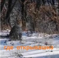 Три краснокнижных дальневосточных леопарда вышли на дорогу к людям
