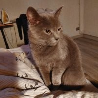 Без кота и жизнь не та... Моя утром мышарика припёрла...