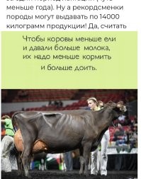 Джерсийская корова: её молоко считается самым вкусным в мире