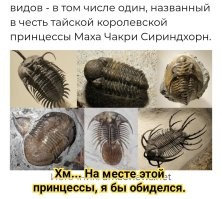 Учёные нашли трилобитов, которые могут раскрыть историю древнего мира