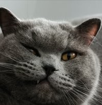Не самые удачные фотографии пушистых бандитов, которые не ожидали папарацци