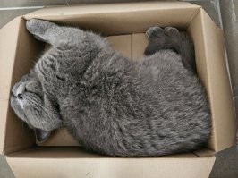 Не самые удачные фотографии пушистых бандитов, которые не ожидали папарацци