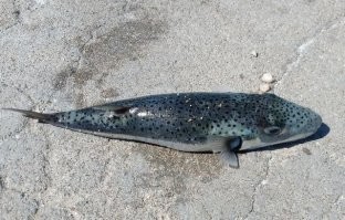 Lagocephalus Scelaratus