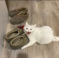 А это точно тапочки? 
А в этом доме отопление отсутствует напрочь?